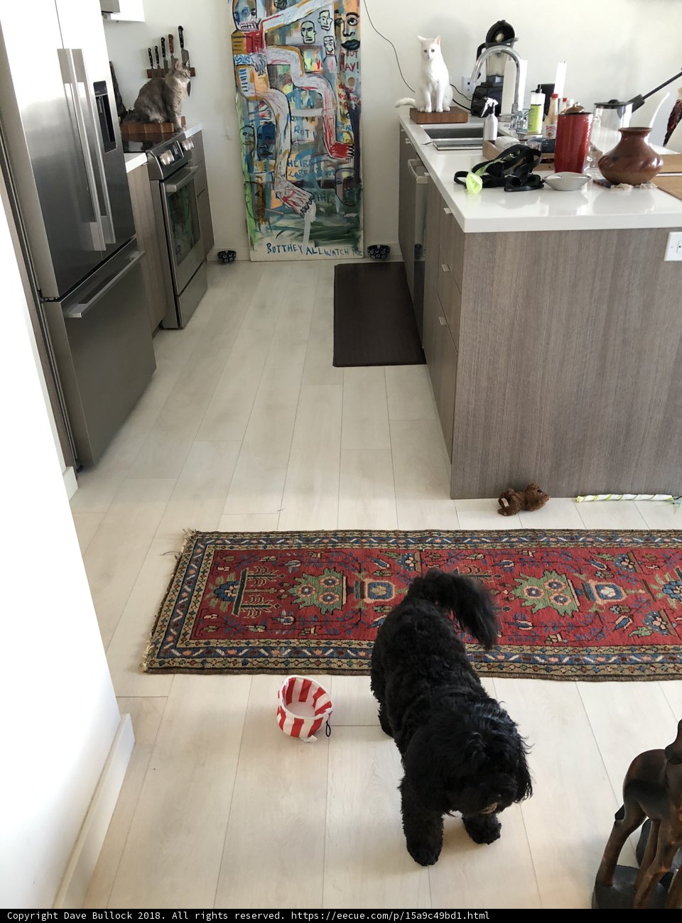 Canine Companions in the Kitchen