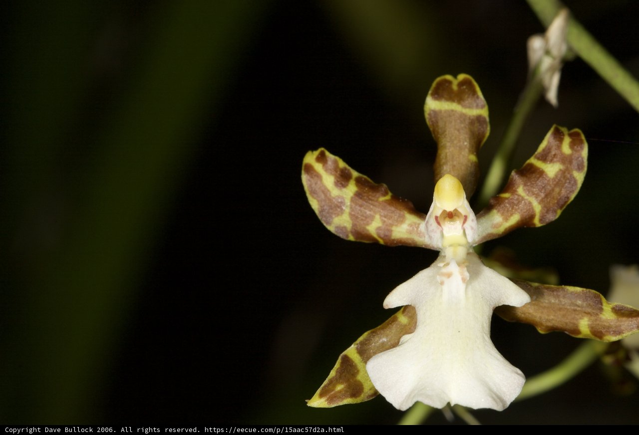 Orchid in Full Bloom