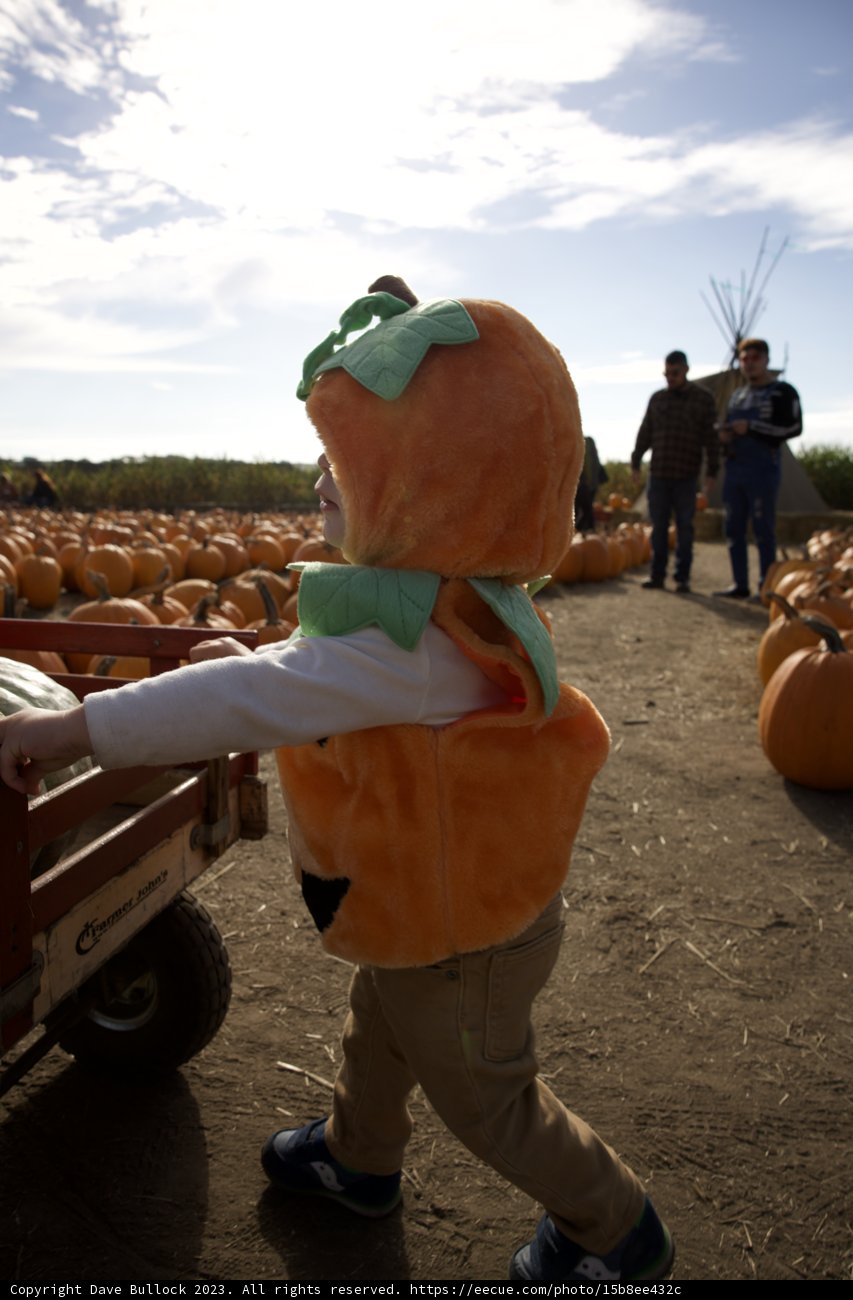 Charming Moments in Halfmoon Bay Pumpkin Patch 2023