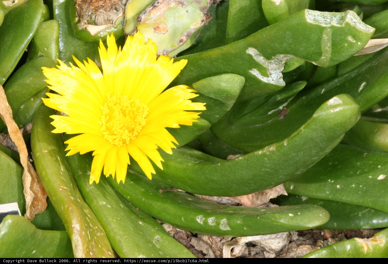 Yellow Daisy in a Lush Green Plant
