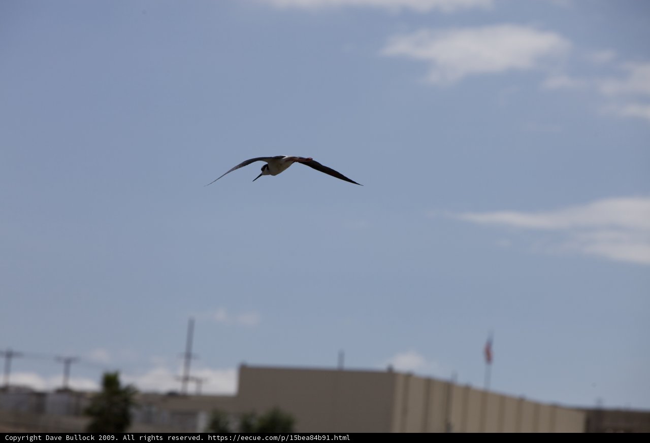 Urban Avian Explorer