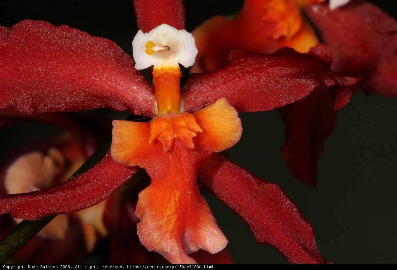 Vivid Red and Orange Orchid
