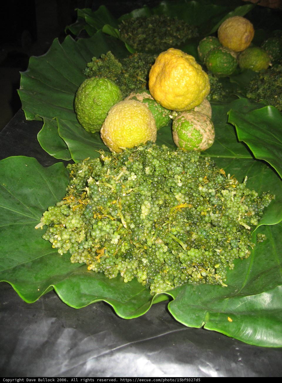 Lush Citrus Garden