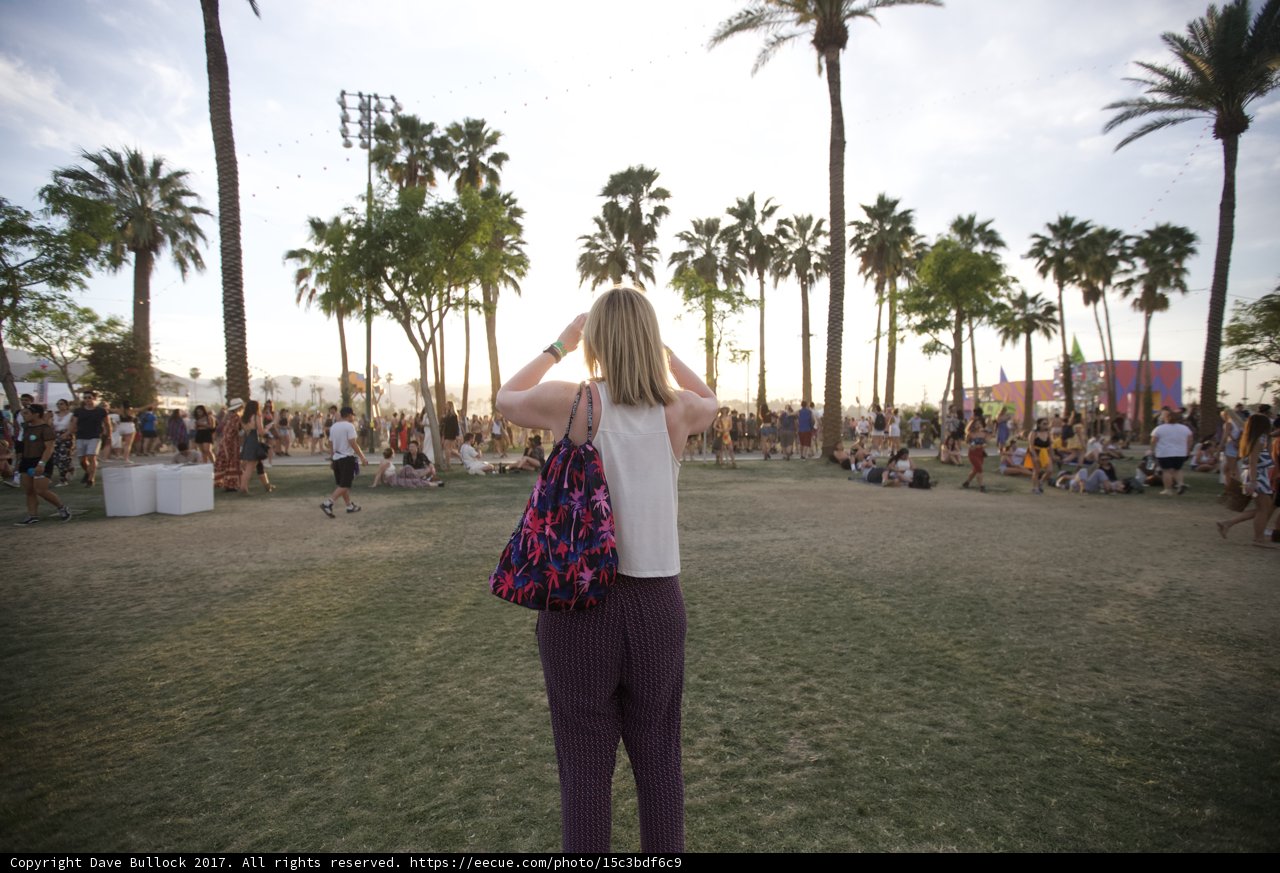 Summer Breeze with Palm Trees
