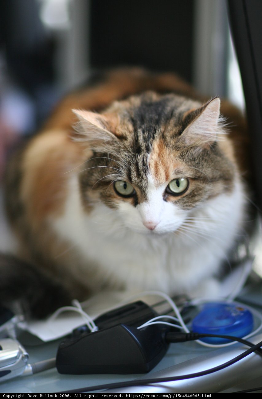 Tech-Savvy Feline