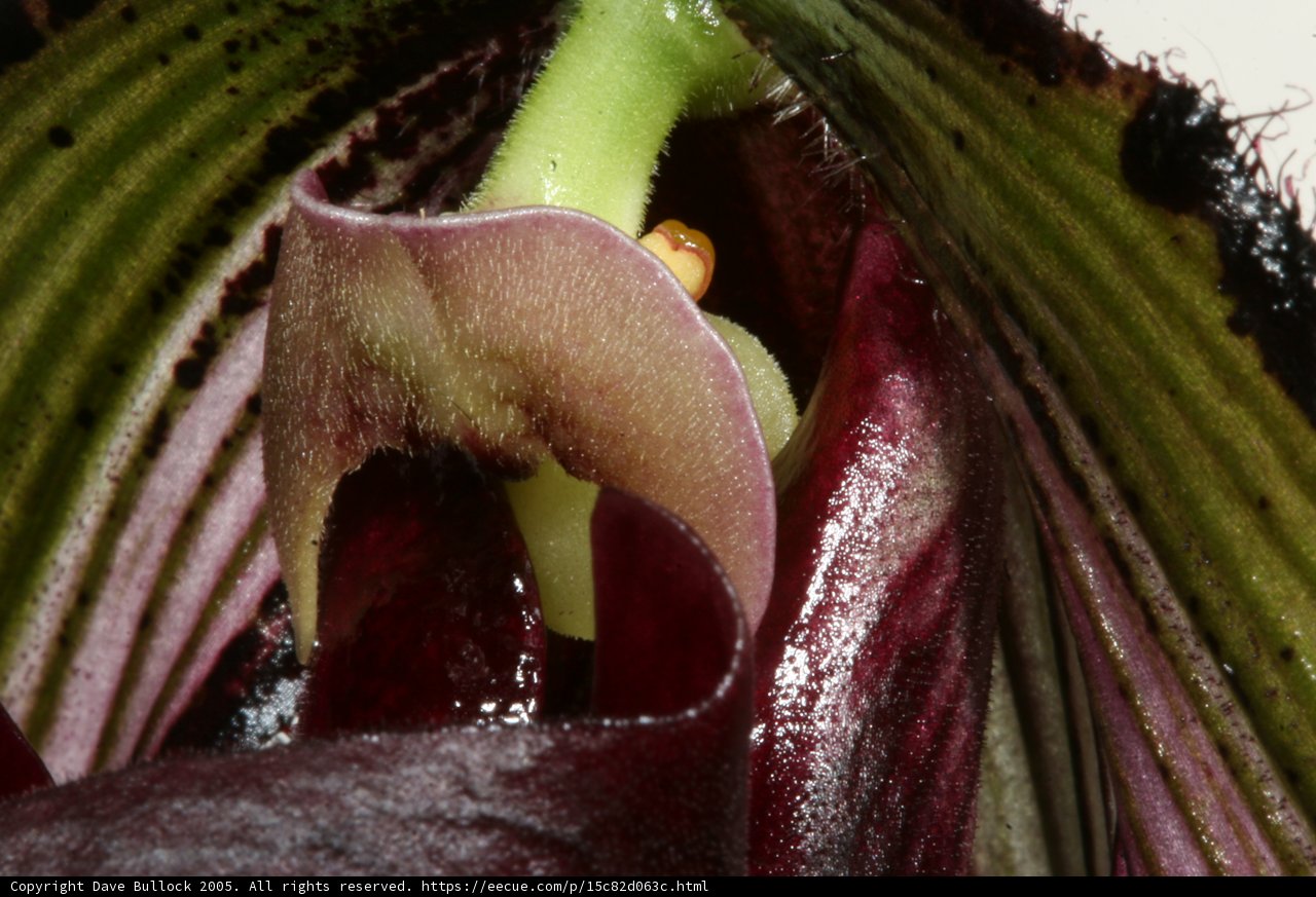 Green-Stemmed Orchid in Close-Up