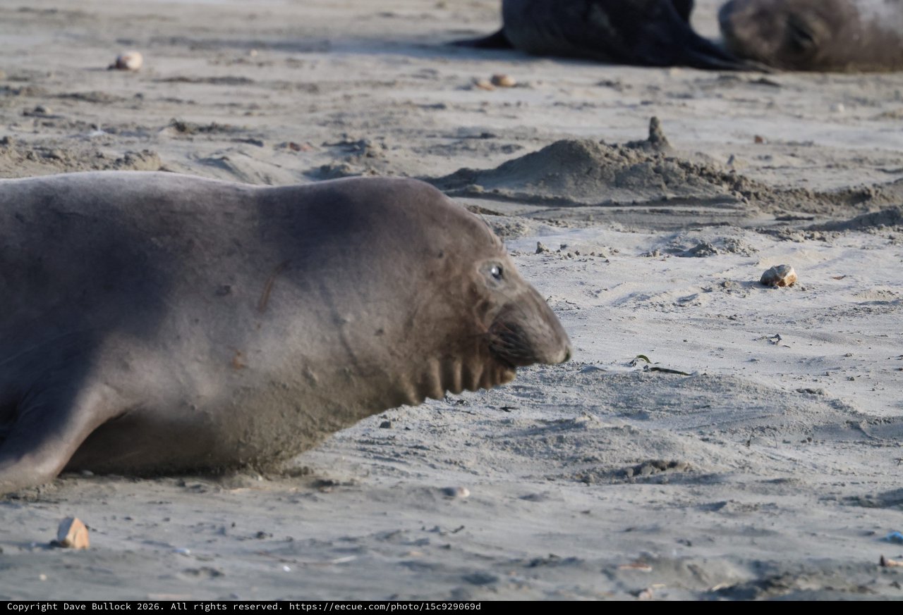 Elephant Seal Resting on Sandy Beach at Drakes Beach