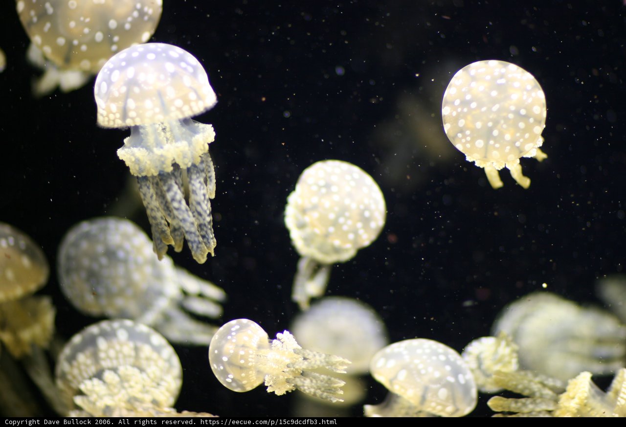 A Swarm of Jellyfish in the Aquarium