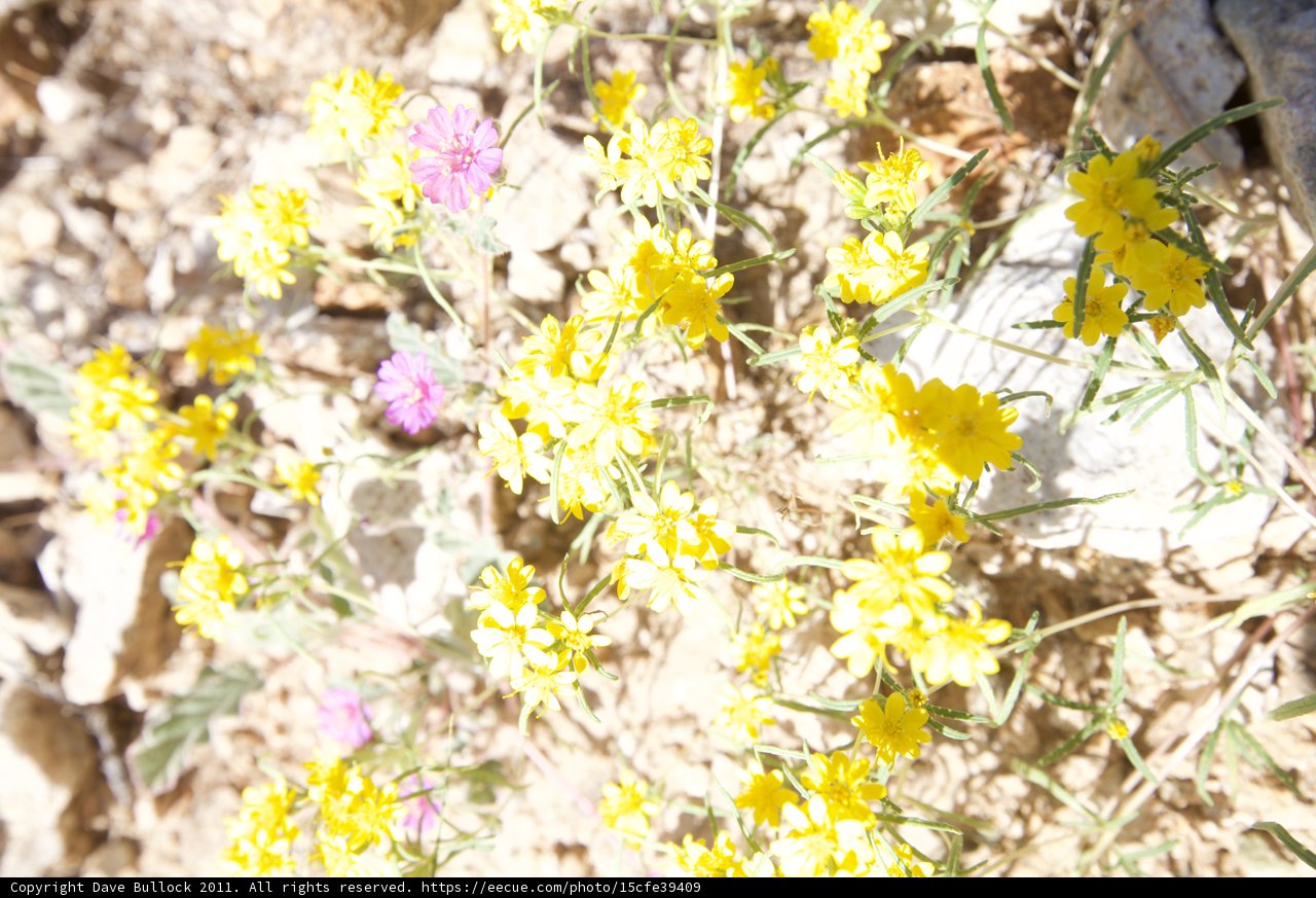 Fields of Gold