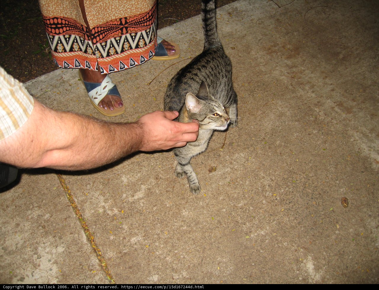 Feline Affection