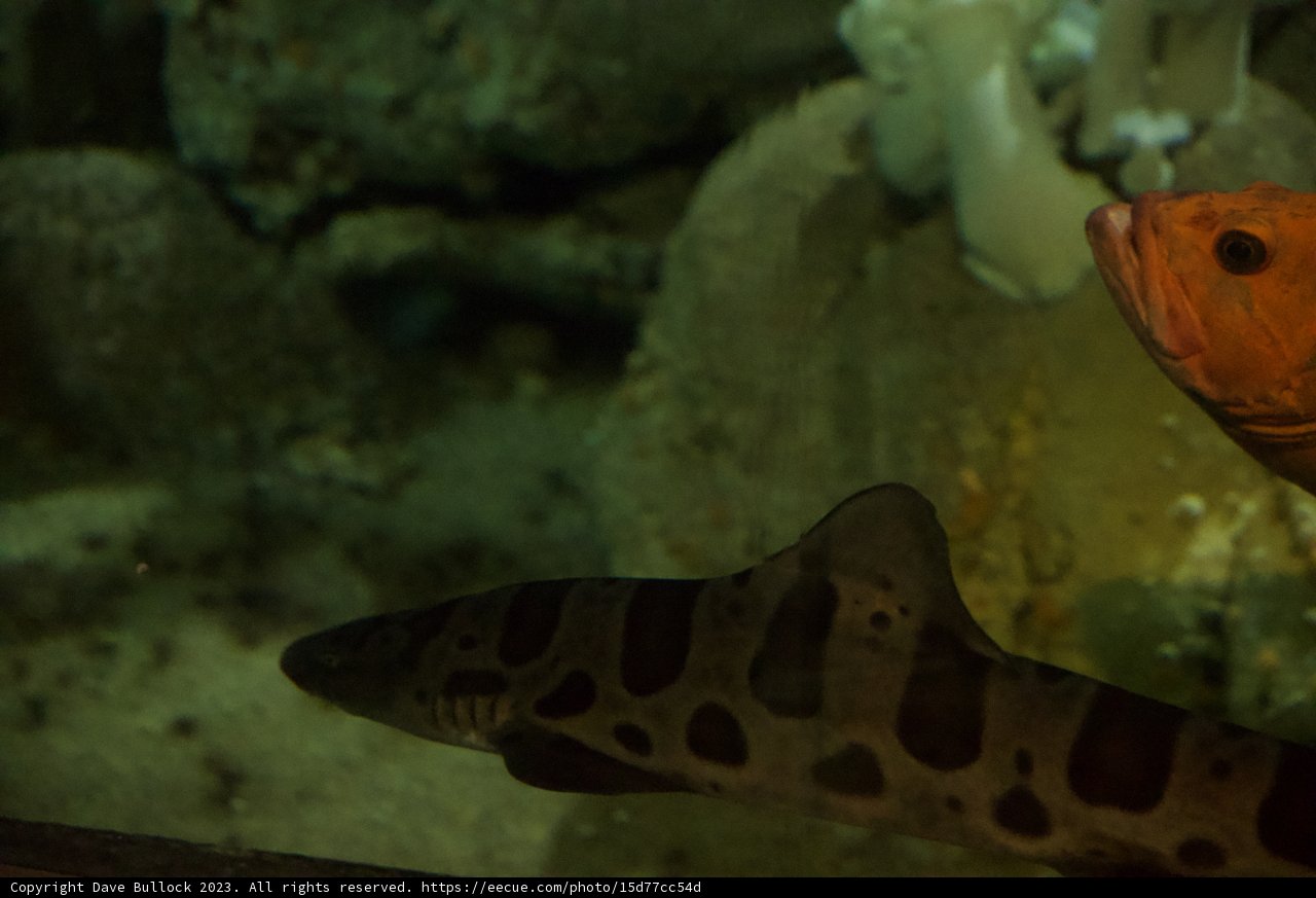 Predatory Encounter, Monterey Bay