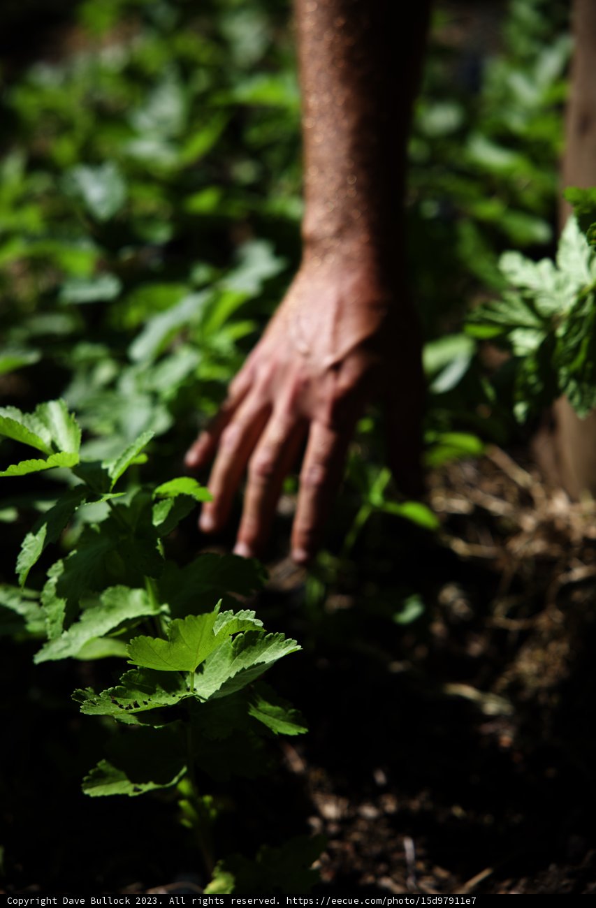 Embracing Nature's Gifts: A Cilantro Adventure