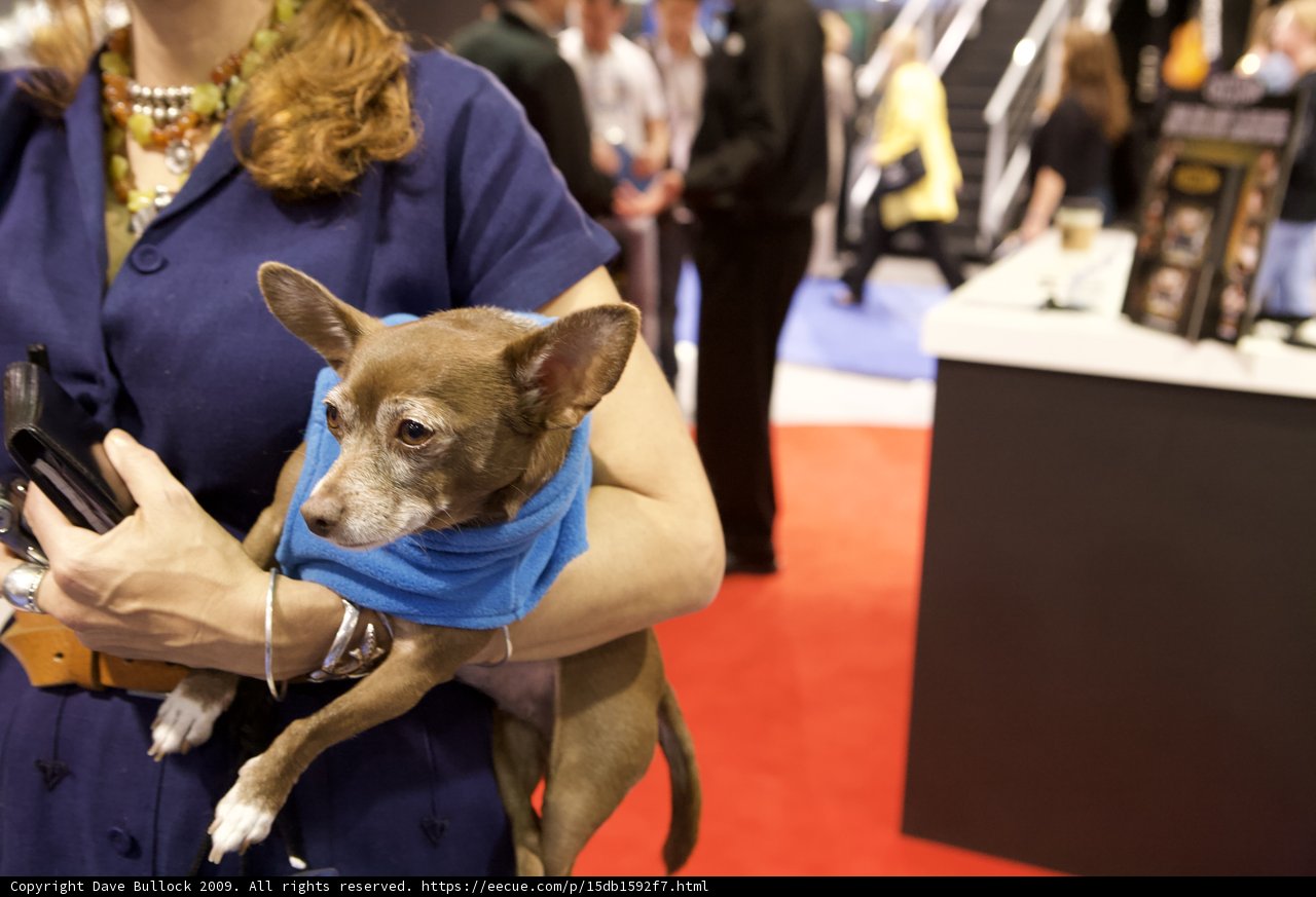 Woman and Chihuahua