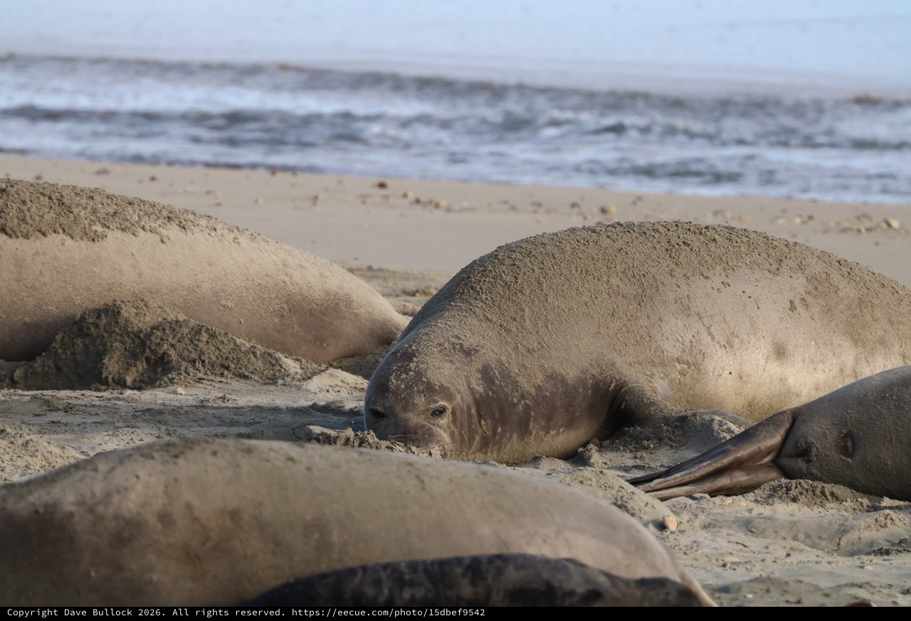 Elephant Seals Resting on Drakes Beach Sand Dunes
