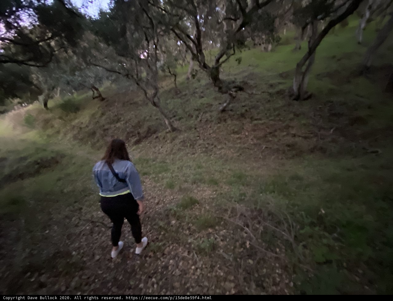 Exploring the Woodlands
