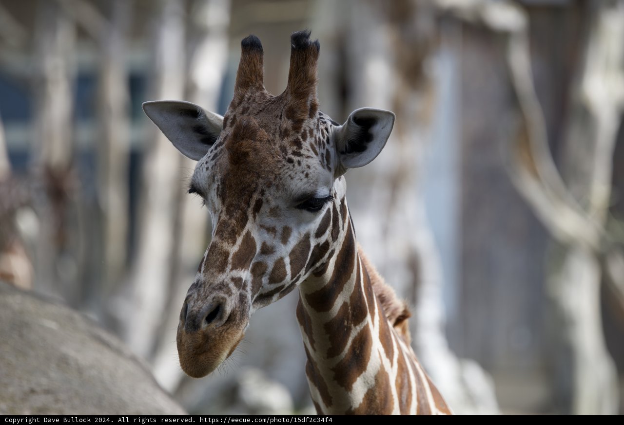 Eccentric Elegance at the SF Zoo