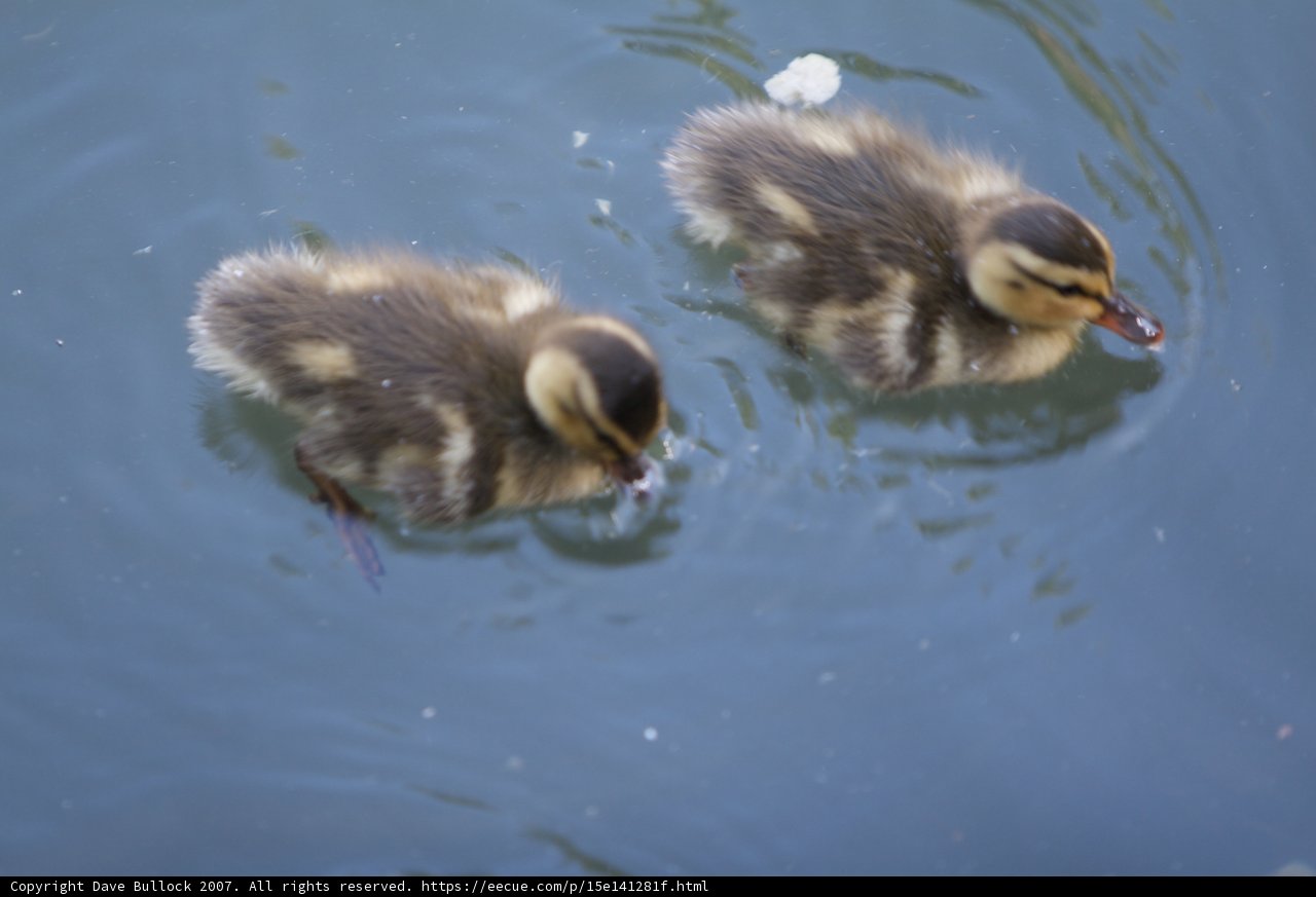 Two Adorable Baby Ducks Enjoying a Swim