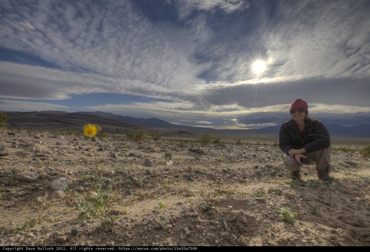 Lone Desert Bloom Amid Vast Barren Wilderness