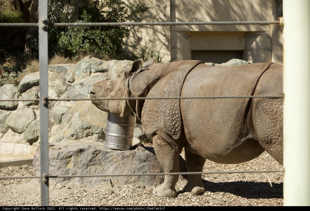 Majestic Rhino - SF Zoo Fun Time, 2023