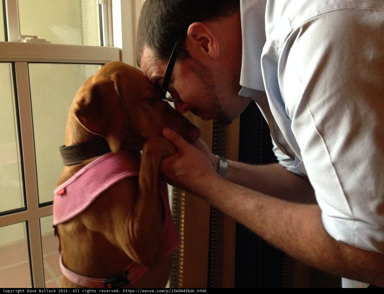 A Man's Best Friend