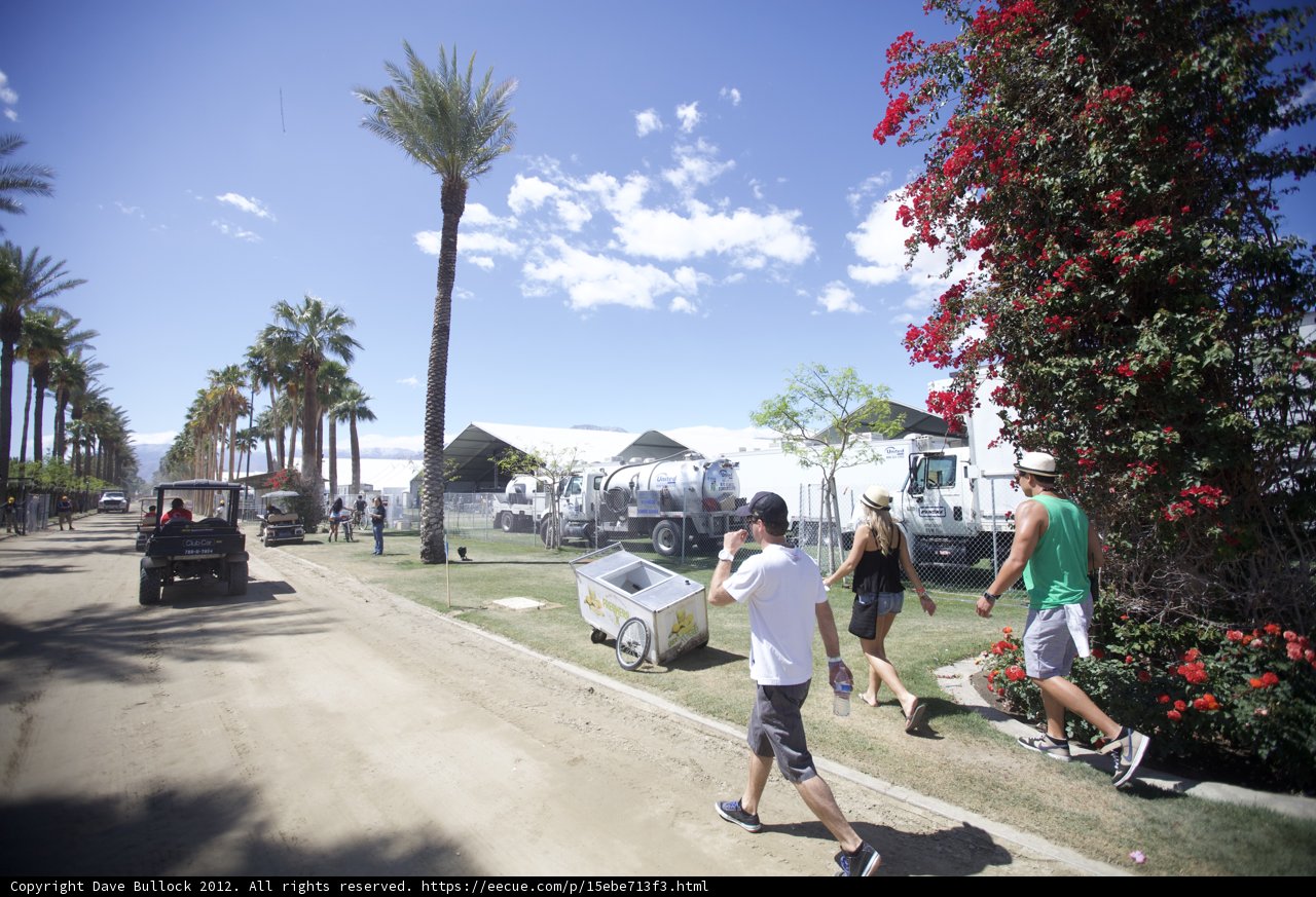 Pathway Among Palms