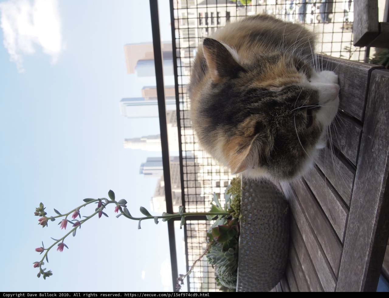 Serenity on the Porch