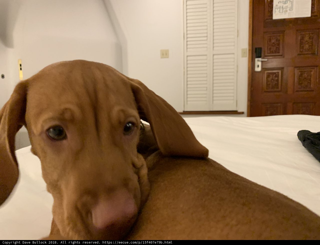 Calm Canine on Hardwood Bed