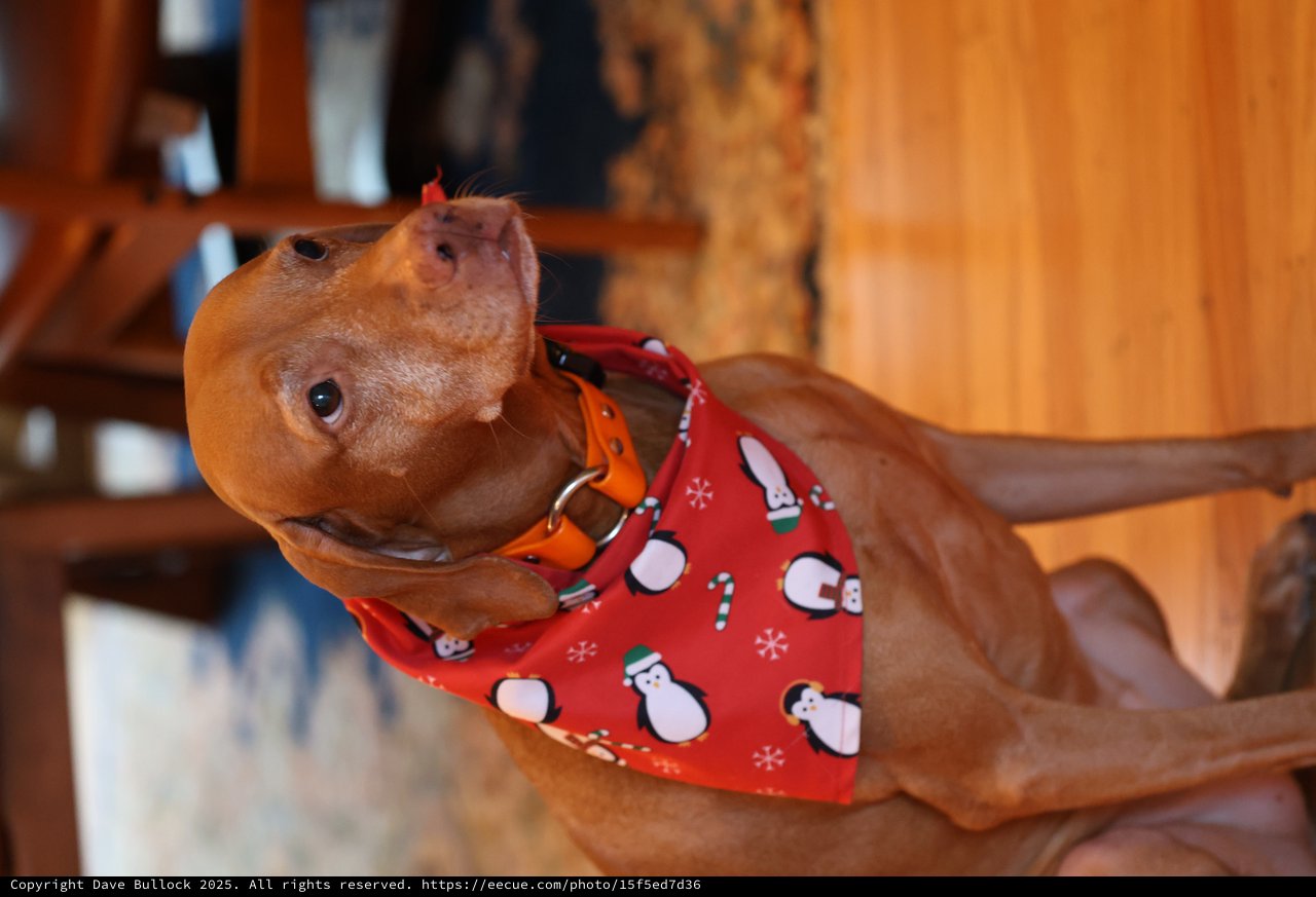 Vizsla in Festive Christmas Bandana at Home