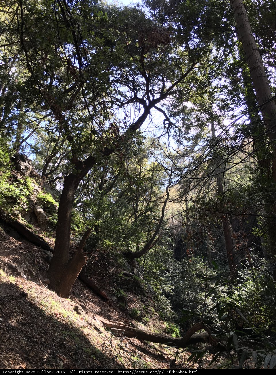 Overhanging Branch