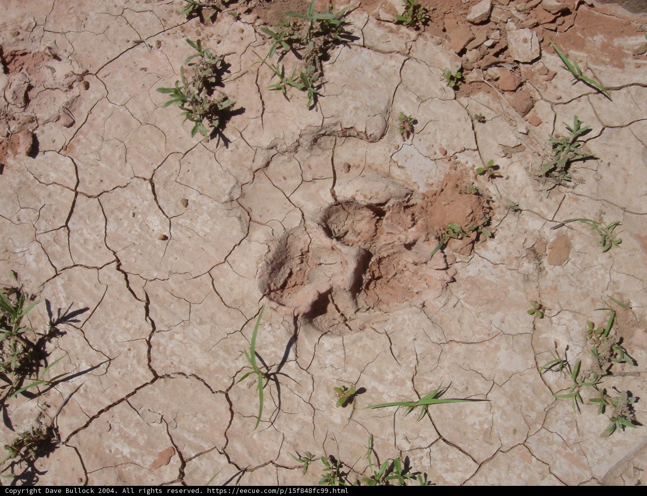 A Bear Left Its Mark