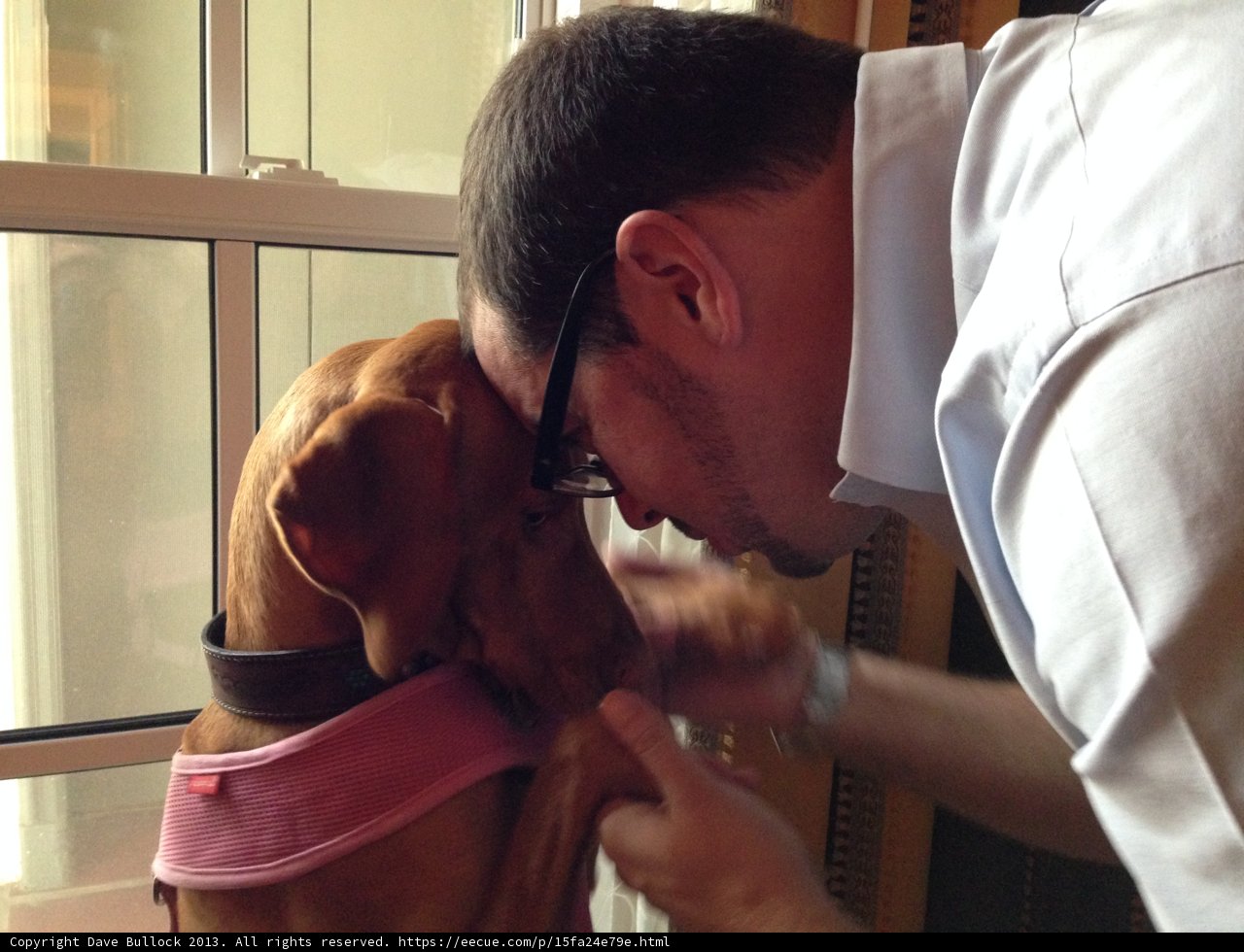 Gentle Therapy Session with a Trusty Hound