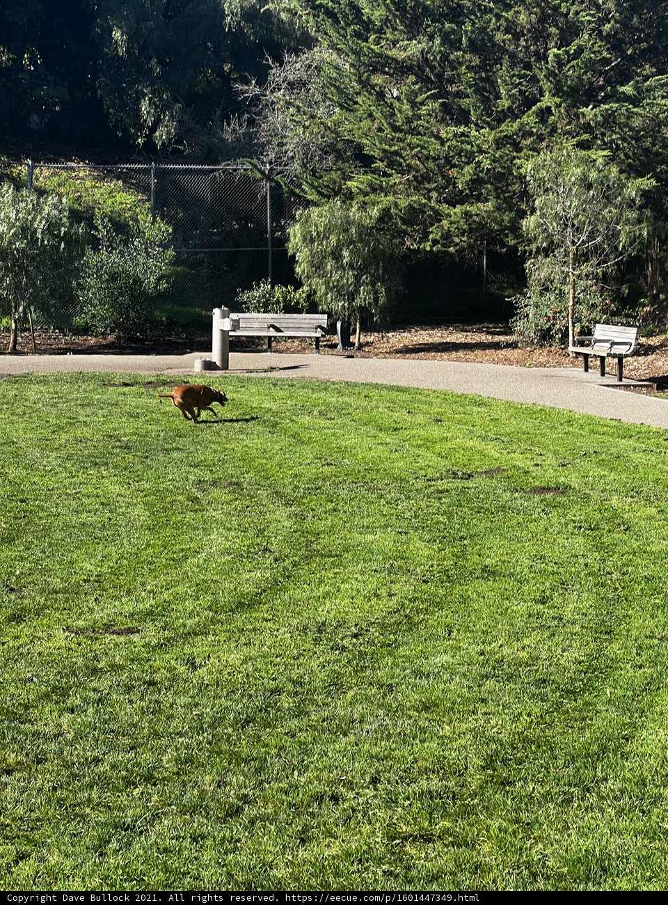 Playful Pup in the Park