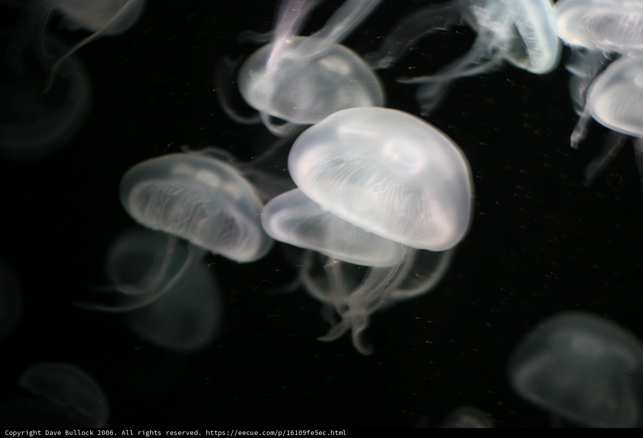 Glowing Sea Jellies
