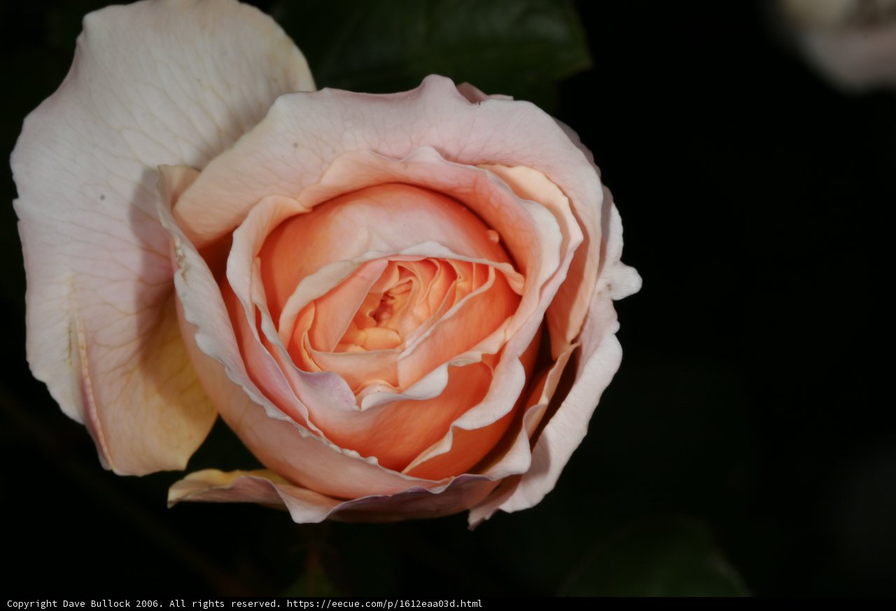 Peach Rose Beauty
