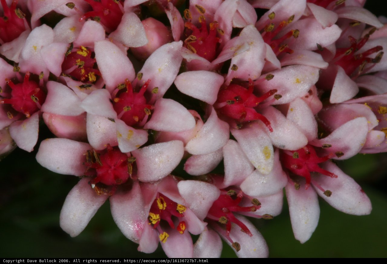 Pink Blossoms in Full Bloom