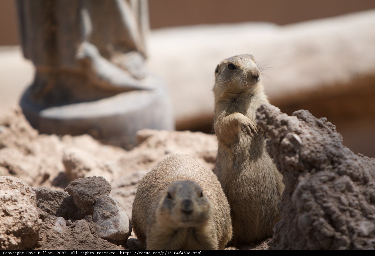 Ground Squirrels in the Prairie