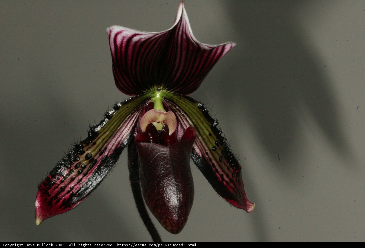 Enchanted Orchid