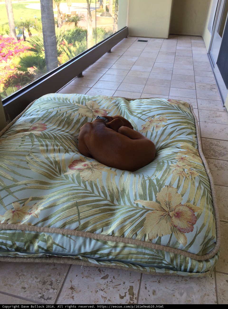 Puppy Dreams on Floral Bedding