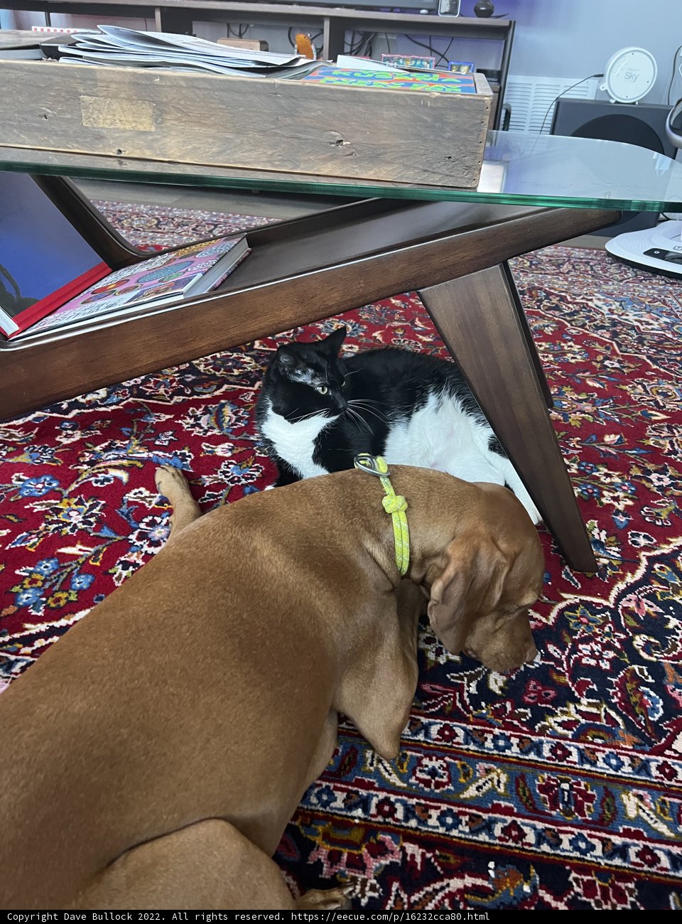 Furry Friends on the Rug