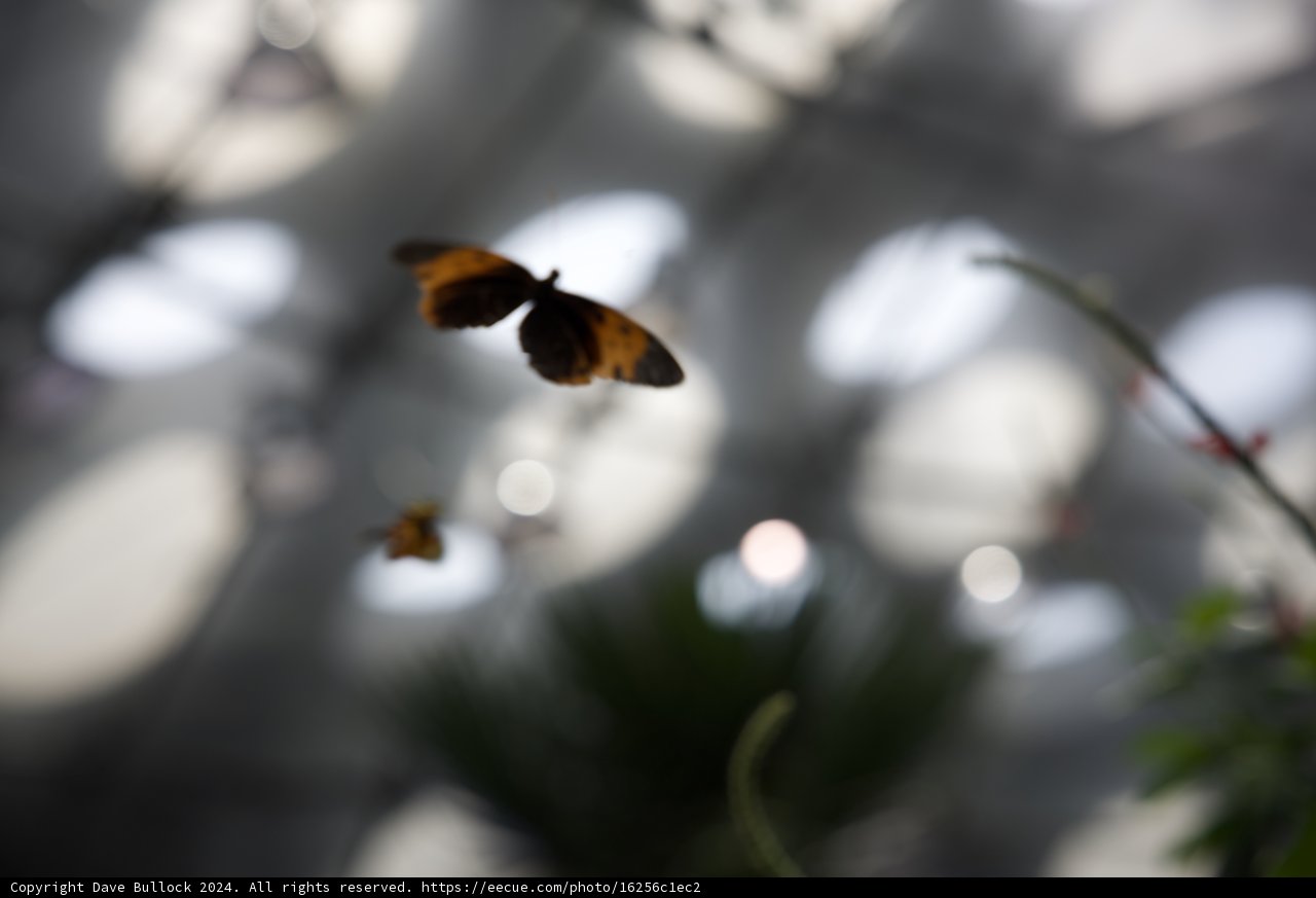Kaleidoscope in Midair: The Butterfly House Experience