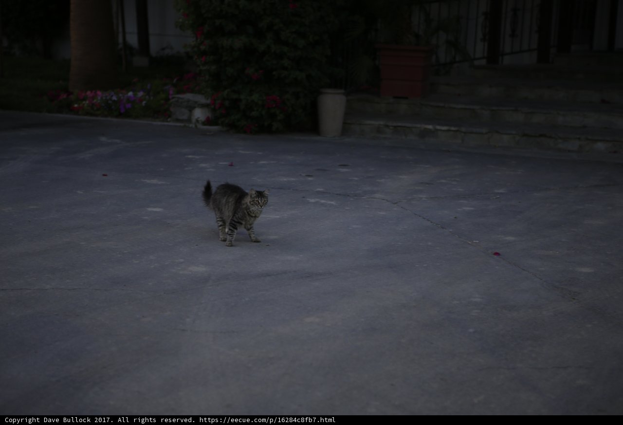 Nighttime Stroll