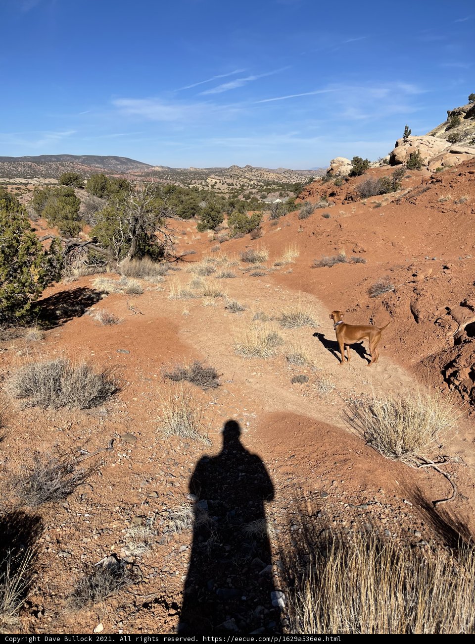 A Desert Wanderer and His Faithful Companion
