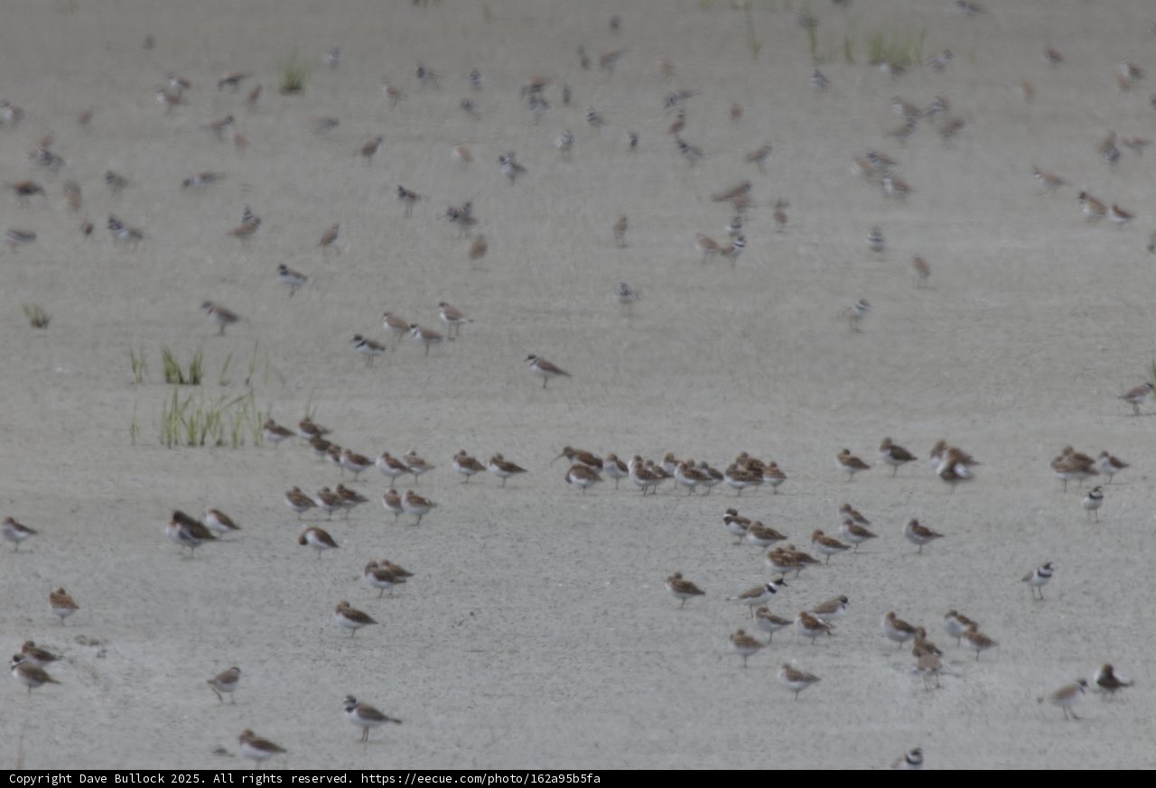A Symphony of Flight
