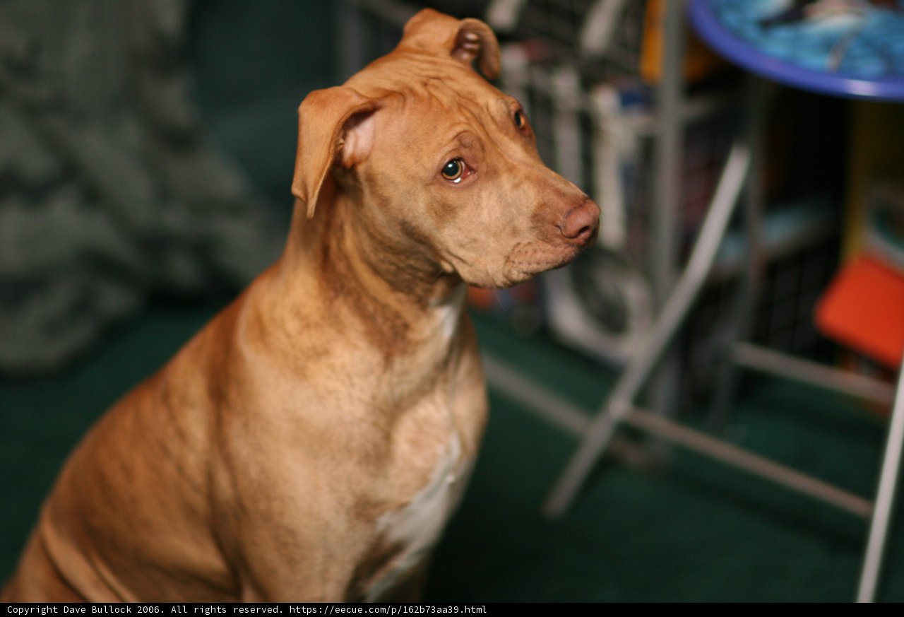 Sitting Pretty: A Vizsla on a Green Carpet