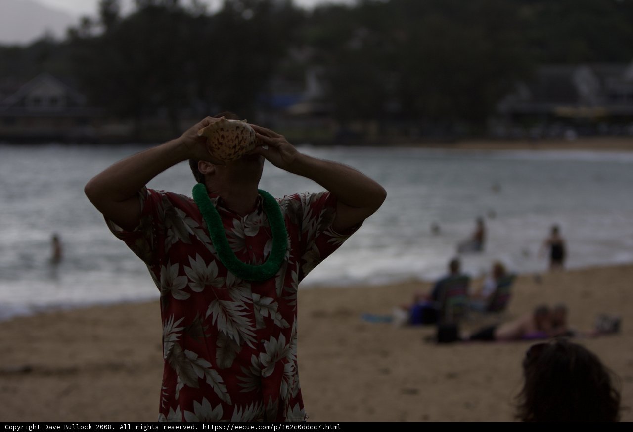Coconut by the Seashore