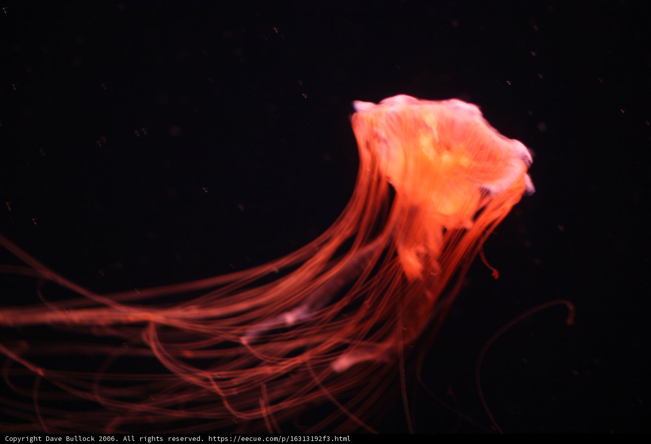 Glimpse of Sea Life in the Dark