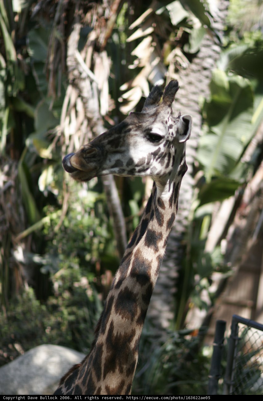 Tall and Proud