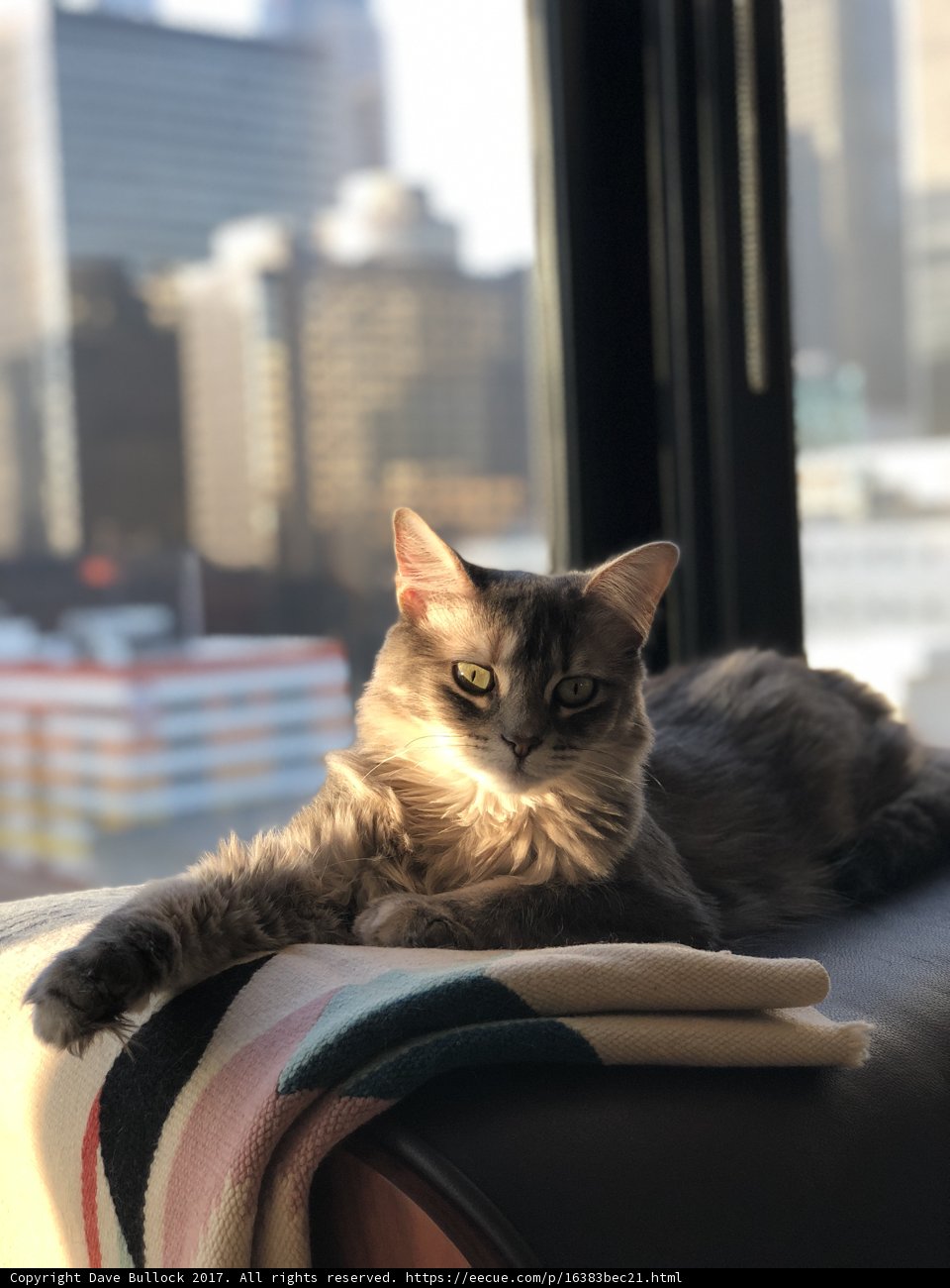 Cozy Cat Nap
