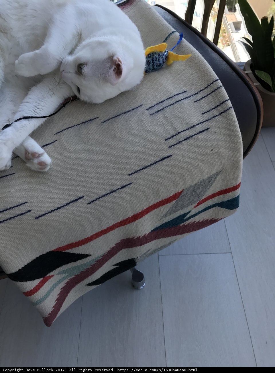 Cozy Cat on Chair