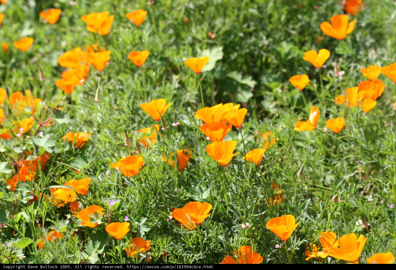 A Field of Anemones and Poppies